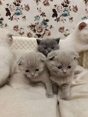 Pişiklər: Şotland, Ödənişli çatdırılma — 3