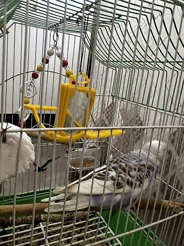 Qəfəslər: Salam Şəkillərdəki kimi tam komplekt: qəfəs + 2 yemlik + su qabı + 2 — 5