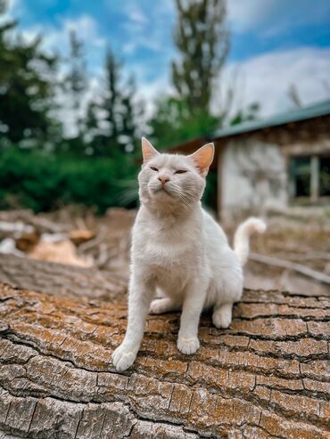 миска для животных: В поисках дома чертовски обаятельный, молодой котик, кастрирован При