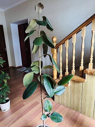 Фикус эластика (Ficus elastica, каучуконосный) в напольном горшке. -