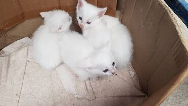 другие животные: Отдам даром белых котят
