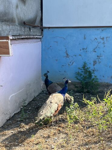 həştərxan quşu: Tovuş quşu. 6 dənədir, 1 il 5 aylıqdır. 1-i fərədir, 5-i xoruz. Biri