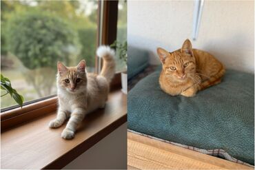 мейн кун купить в баку: Самец, Самка, В добрые руки at lalafo.az мейн кун купить в баку: Самец, Самка, В добрые руки