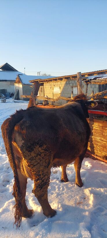 сельскохозяйственные животные продажа: Тазза Ала-тоо порода уй 15л суту бар азыр тууганда 27л берди