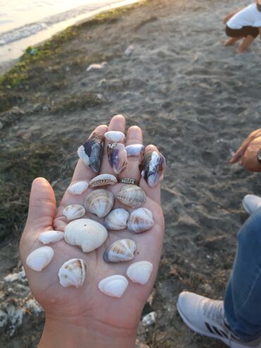 Балыктар: Ракушки для аквариума сами собирали из море около 1 кг ест за