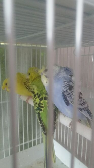 Tutuquşları: Tutuquşları — 8