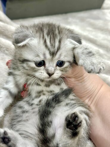 шотландская вислоухая лиловая кошка: Продаются котята ! 2 мальчика и 2 девочки ! Мальчик страйт и 3 фолда