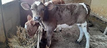 Коровы, быки: Продаю | Музоо, торпок | На откорм — 7