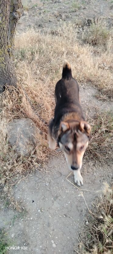 İtlər: 3 il, Erkek, Peyvəndli, Ünvandan götürmə — 8