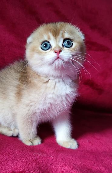 Продажа кошек: Питомник шотландских кошек предлагает к предварительному резерву — 14