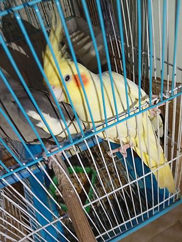 Nimfa (Cockatiel) quşları – qəfəs ilə birlikdə - Say: 5 ədəd nimfa -