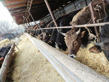 Коровы, быки: Продаю | Бык (самец) | На откорм — 14