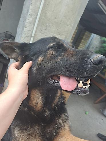 Psi: ❗ IZGUBLJEN PAS – DON ❗ 🙏 MOLIMO ZA POMOĆ I DELJENJE 🙏 Don je nestao i — 5