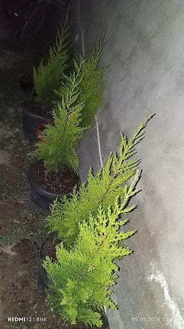gul toxum satışı: Limon mandalin kinkan qizilgul sarmasiq qizilgul kalistamin olyandir — 6