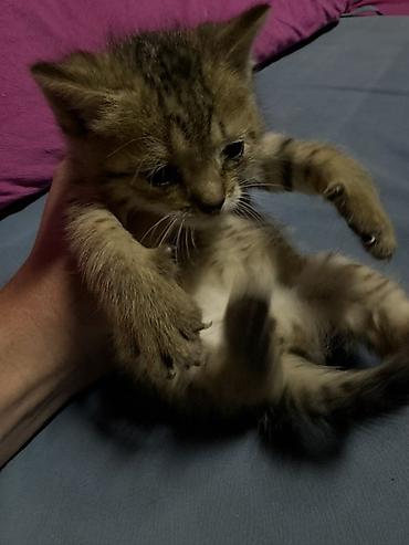 котята простые: Котята - Возраст: маленькие котята, только начинают активно изучать — 2
