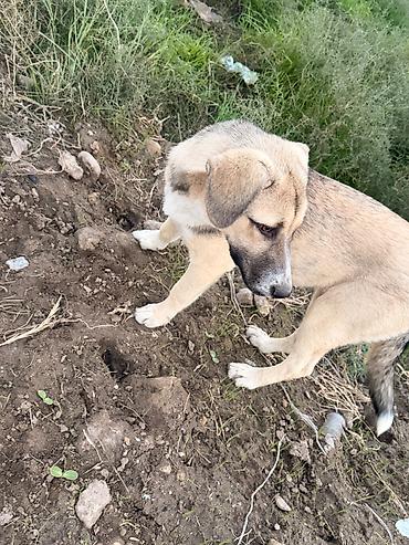 it satışı tap az: 6 ay, Dişi, Peyvəndli, Ödənişli çatdırılma — 7