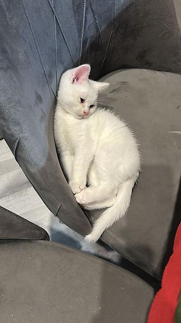 Кошки: Шотландская вислоухая — 10