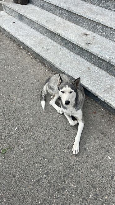 husky qiymetleri: Xaski, 1 il, Dişi, Ünvandan götürmə