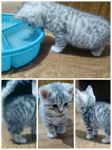 купить вислоухого котенка в бишкеке: Скотиш Страйт (Шотландиялык тик кулактуу), 2 айлык, Ургаачы, Күмүш өңдүү шиншилла, Лотокко барууга үйрөтүлгөн