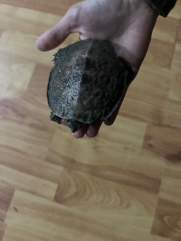 akvarium az: Boş, 60 l, Pulsuz çatdırılma — 1