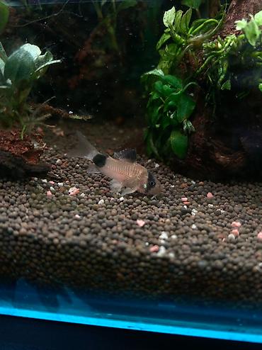 Аквариумы: Магазин аквариумистики В ассортименте большой выбор аквариумных — 2