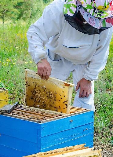 масло тыквенных семечек бишкек: Высококачественный мёд из Кыргызстана — мёд высшей пробы - Натуральный — 3