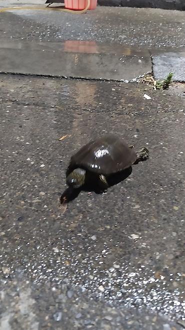 Аквариумы: Tısbağa 🐢🐢🐢🐢🐢 ünvan, Bakı şəhəri, Nizami metrosu yaxınlığında — 6