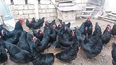 Toyuqlar: Toyuq, Australorp, Damazlıq, Ünvandan götürmə — 10