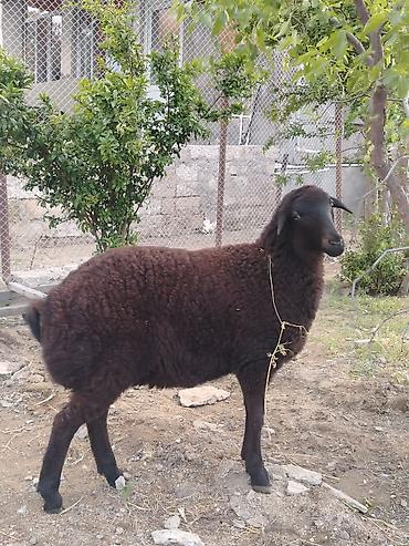balın kilosu: Dişi, il: 1, Damazlıq, Ünvandan götürmə — 2