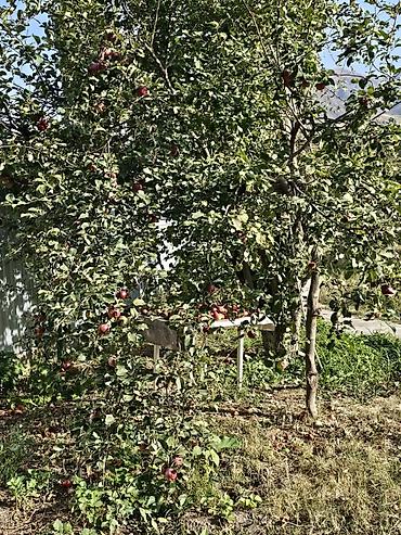 Продажа домов: 4 комнаты, 96 м², 20 соток, Таш-Добо, Собственник — 7