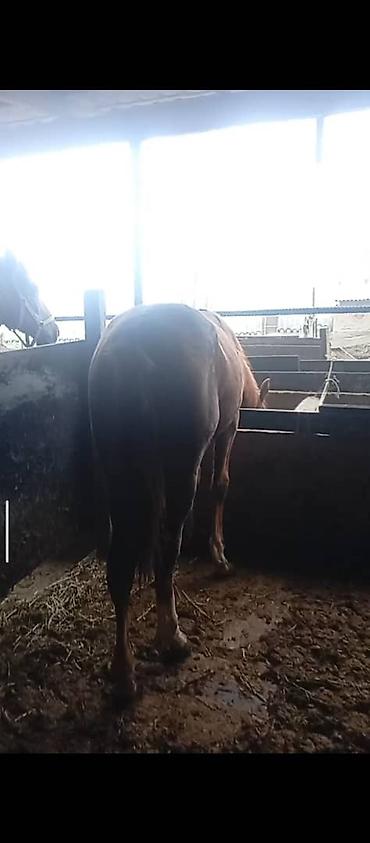 Лошади, кони: Продаю | Жеребец | Дончак — 8