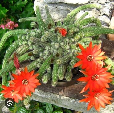 Otaq bitkiləri: Kaktuslar.artırmalarının qiymət 3manatdan başlayır.şəkildə olan güllər — 3