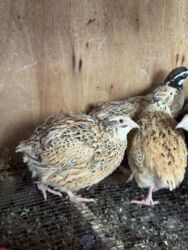 купить декоративных курей: Сатам | Тооктор