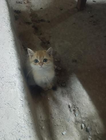 кот шотландская шиншилла: 2 месяца, Мальчик, Золотая шиншилла, Приучена к лотку, Проглистована — 3