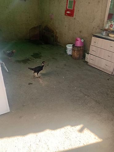 Продам с/х животных: Продаю | Петух — 1