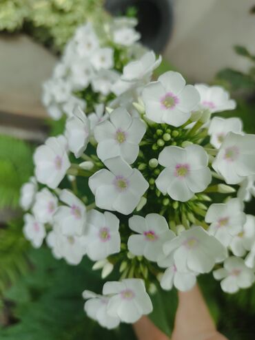 Садовые цветы и кустарники: Саженцы цветка: Флоксы — 9