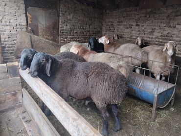 Баран, овца: Продаю | Баран (самец) | Арашан | Для разведения | Осеменитель — 16