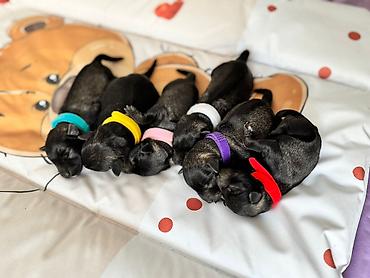 Psi: Patuljasti Snaucer Biber so boja 5 zenki 1 muzjak Stenad su iz — 3