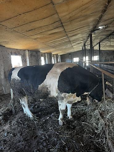 - Məhsul: Qara-ağ rəngli iri buğa (et və damazlıq istiqaməti üçün