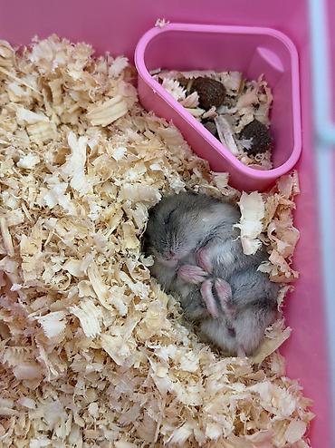 Cücərəndirilmiş xırda heyvan – hamster (cüce/djungar tipli)