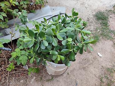 Денежное дерево: Толстянка — ваше живое денежное дерево! Прикоснитесь к природе и — 3