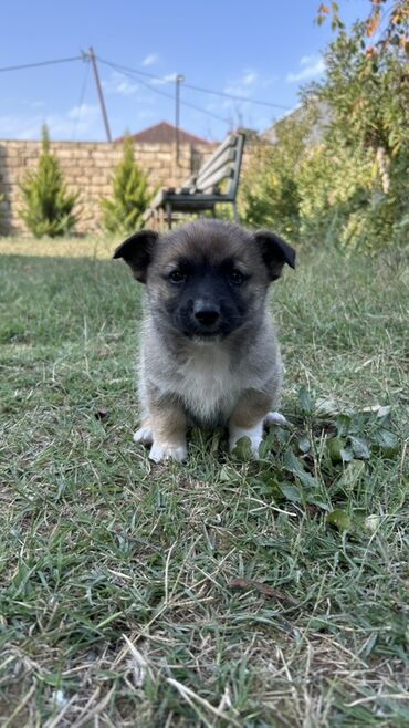 İtlər: 2 ay, Erkek — 4