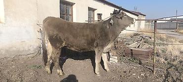 Продаю | Корова (самка), Тёлка | Швицкая | Для разведения, Для молока