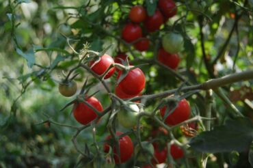 Другие услуги: Ищу бизнес партнера, инвестора, для выращивания овощей (открытый — 19