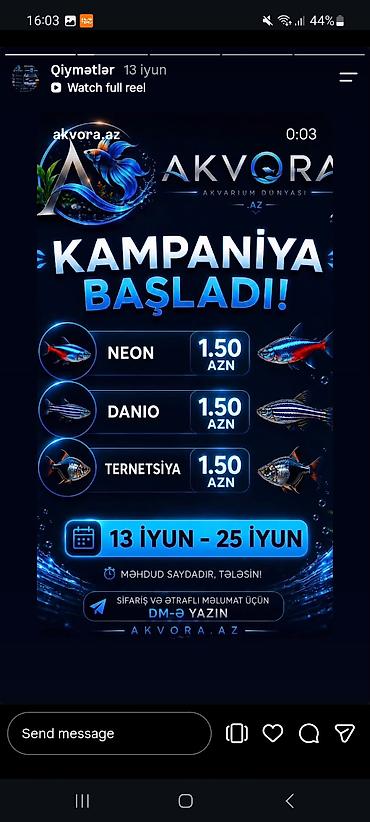skat balığı: Yumru akvarium, Balıqlarla birlikdə, 1 l — 3