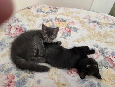 отдам котят даром: Кошка даром: Беспородная, 2 месяца, Девочка, Приучена к лотку