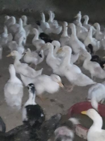 Ördəklər: Satışda ördək sürüsü - Növ: ağ və qarışıq rəngli ev ördəkləri — 2