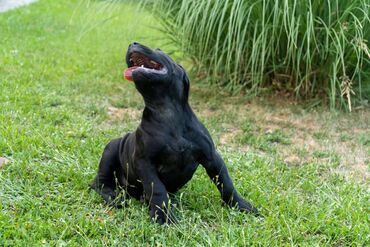 Psi: Sa ponosom predstavljamo vrhunske štence rase Južnoafrički mastif – — 10