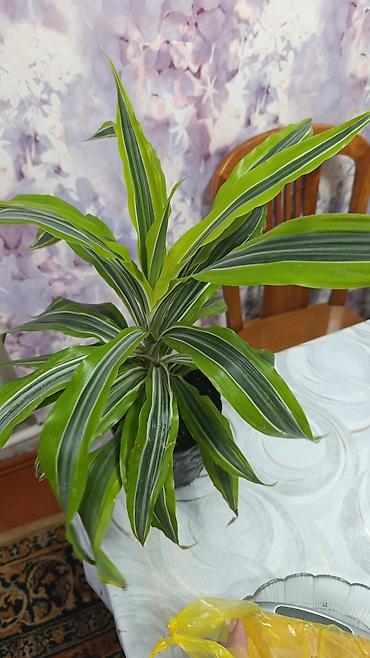 Драцены и Сансевиерии: Драцена (разные виды, в горшках) находится в Кара Балте - Эффектные — 1