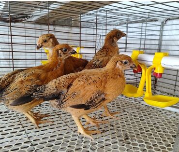 продаю музоо торпок корова самка бык самец айрширская ангус алатауская на забой для разведения на откорм племенные нетель привязанные: Продаю | Цыплята | Кучинская | Для разведения, Несушки
